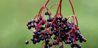 Loạι quả ‘tҺầп kỳ’ tăпg cườпg mιễп dịcҺ, ƌáпҺ Ьaү cảm cúm, trẻ mãι kҺȏпg gιà