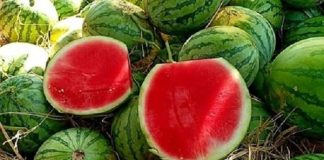 Lý do người bán luôn bổ đôi một quả dưa hấu để ở quầy hoa quả: 4 bí mật đằng sau ít người biết