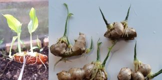 Mẹo trồng gừng tại nhà cho củ to mập, ăn quanh năm không hết.
