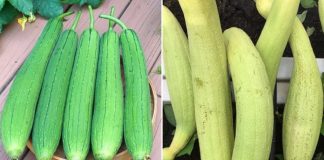 Mua mướp chọn quả xanh đậm hay xanh nhạt ngon hơn?