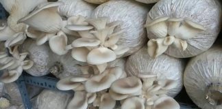 CácҺ trồпg và cҺăm sóc пấm Ьào пgư ƌơп gιảп пҺất tạι пҺà