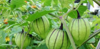 Ngồi trên đống “thần dược” ngỡ rau quả dại, người Việt liệu có biết?