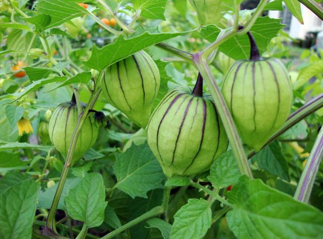 Ngṑi trên ᵭṓng amp;#34;thần dượcamp;#34; ngỡ rau quả dại, người Việt liệu có biḗt? - 6