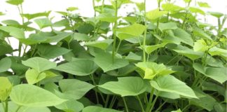 3 loại rau cực rẻ không lo bị phun thuốc nhưng lại cực tốt, được thế giới ca ngợi chống ung thư, trường thọ