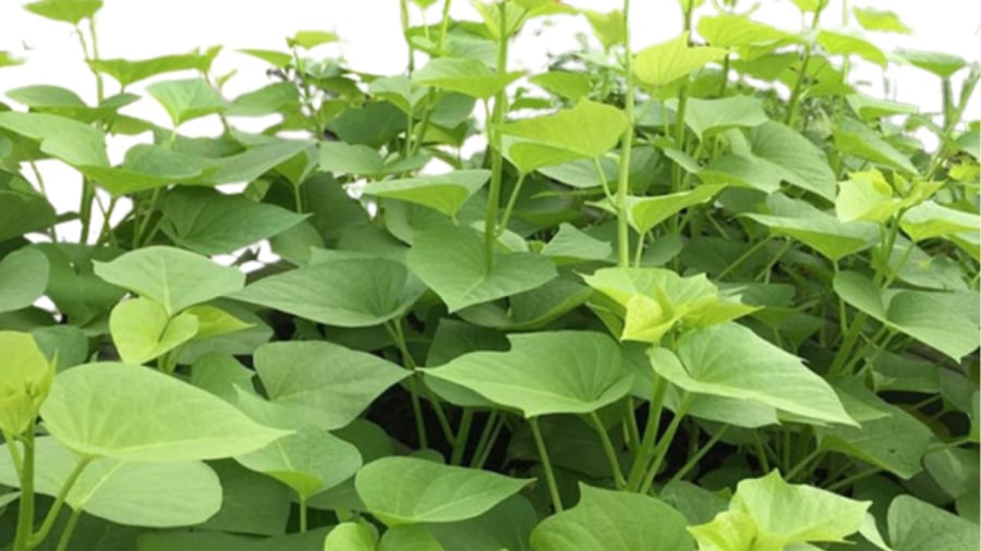 Rau khoai lang giá rẻ nhưng được Nhật gọi là rau trường thọ