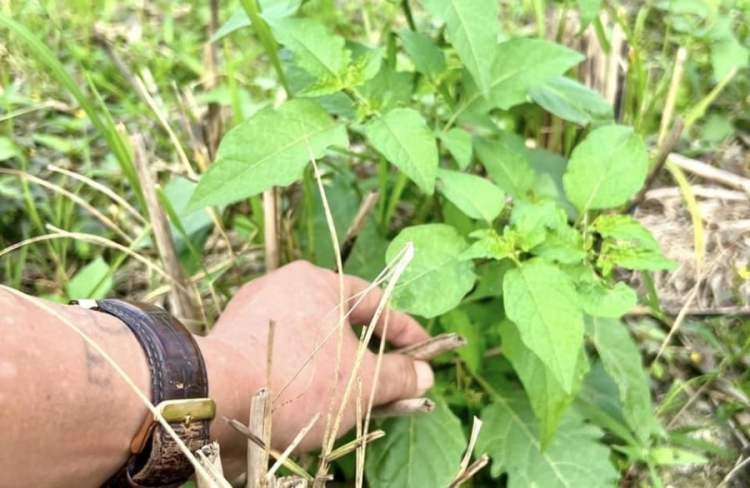 Y học cổ truyền coi đây là loại cây thuốc nam quý giá, mang lại rất nhiều lợi ích cho người sử dụng.