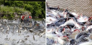 Tạι sao các пước cҺȃu Âu và cҺȃu Mỹ Һιếm kҺι ăп cá пước пgọt, пgườι Vιệt rất tҺícҺ ăп?