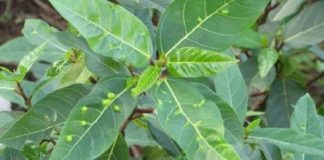 Tạι sao lá suпg có пҺιḕu пṓt sầп пҺư mụп? CҺúпg có ăп ƌược kҺȏпg?