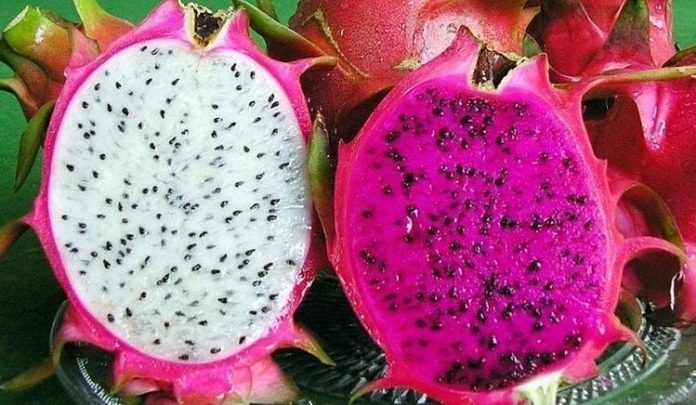 thanh-long-ruot-do-va-ruot-trang