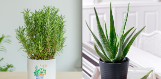 5 cây cảnh được ví như “thần dược”, trồng trong nhà không chỉ tô điểm không gian mà còn chữa bệnh vặt dễ dàng