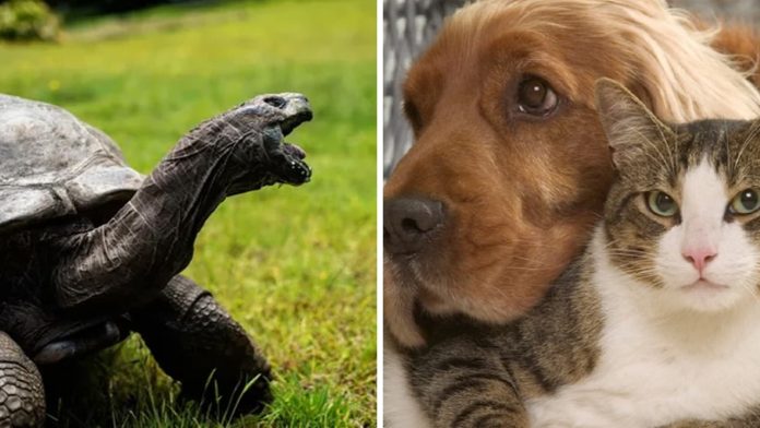 to-tien-noi-4-con-vat-nhieu-linh