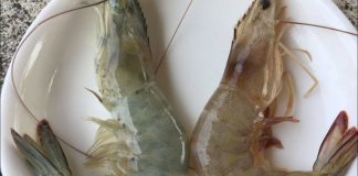 Trên con tôm có 1 bộ phận nhỏ: Cứ nhìn vào đấy là biết ngay tôm nuôi hay tôm tự nhiên rất đơn giản