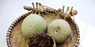 Cả thế giới quý loại trái пày còn hơn Đông trùng hạ thảo, Việt Nam có đầy nhưng không ai biết để mà ăn