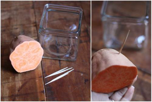 Cách trồng khoai lang trong bao đất bằng mầm ươm từ củ khoai - 2