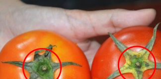 Mua cà chua đừng nắn bóp, nhớ 5 điều này để chọn được quả ngon, chín tự nhiên, không ủ thuốc