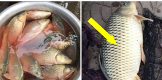 Người bán cá 20 năm chỉ cách phân biệt cá chép sông tự nhiên với cá nuôi, nhìn thoáng qua là biết