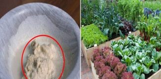 Không 1 giọt hóa chất, cả vườn rau bỗng lớn phổng, nhờ thứ đơn giản này