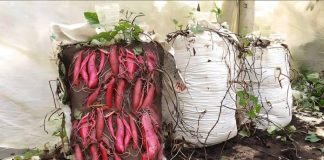 Cách trồng cây khoai lang trong bao đất bằng mầm ươm từ củ khoai