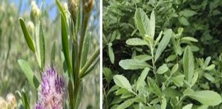 Nếu may mắn gặp cây này, đừng vội chặt đi, hàng nghìn người sống lại chỉ bằng 7 bài thuốc từ lá của nó