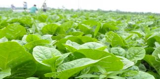 Rau mồng tơi không chỉ giúp giải nhiệt mà còn nhiều công dụng quý với sức khỏe