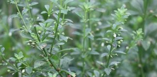 Cây cam thảo đất và những công dụng thần kỳ “không ngờ tới”!