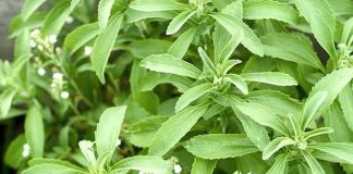 Cây thần dược Việt Nam: Ngọt gấp nhiều lần đường, lại giúp hạ đường huyết hiệu quả