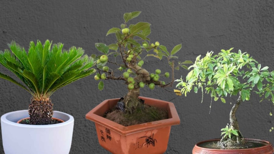 Cȃy sung ⱪết hợp thành bọ̑ tam ᵭa