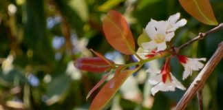 Thành ngạnh: Vị thuốc có tác dụng thanh nhiệt giải đ:ộc