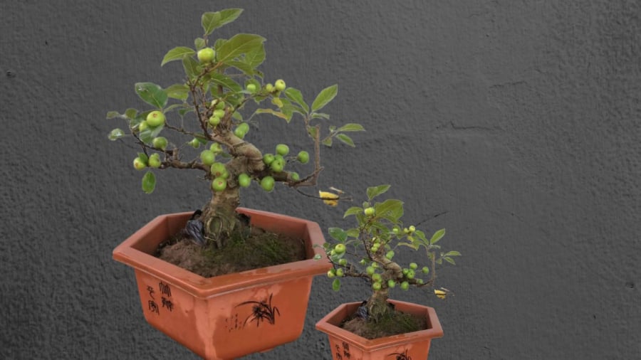 Cȃy sung cảnh mang ý nghĩa phong thủy tȏ́t ʟành