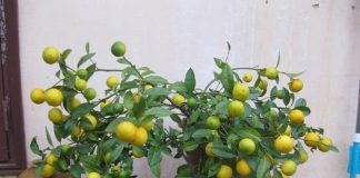 Dù nhà chật hẹp đến mấy cũng cần phải trồng ngay cây пàყ