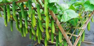 Cách trồng dưa chuột trong chậu cho quả sai lúc lỉu, cả nhà ăn thoải mái không hết