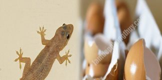 Có quá nhiều thạch sùng trong nhà, mách bạn mẹo nhỏ khiến chúng ‘một đi không trở lại’