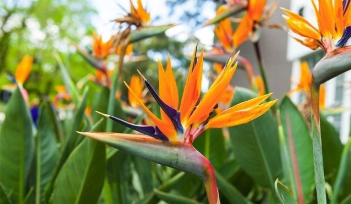 hoa-thien-dieu-3-2023