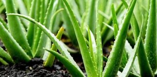 Đây là lý do trong nhà bạn nên trồng ngay cây nha đam