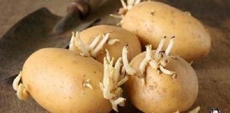 Những loại thực phẩm mọc mầm quý hơn ‘vàng mười’