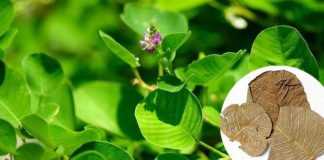 Những bài thuốc hay từ cây kim tiền thảo