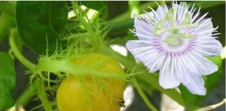 Tác dụng của cây lạc tiên không phải ai cũng biết