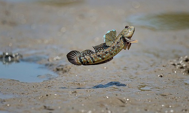 Loài cá là lộc trời ban của Việt Nam, biết leo cây, chạy nhảy trên cạn: Giá lên đến hơn nửa triệu đồng/kg - Ảnh 1.