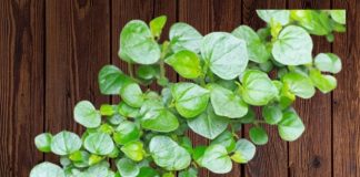 5 loại rau dại mọc đầy ở Việt Nam, bị bỏ đi thì ở thế giới lại được ca ngợi là rau trường thọ