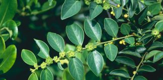 Cây Bồ cu vẽ: Vị thuốc trị rắn cắn