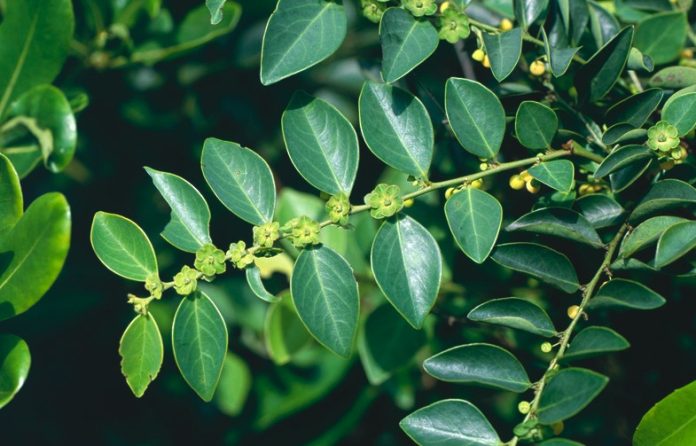 tuy-co-tinh-doc-nhung-loai-cay-n