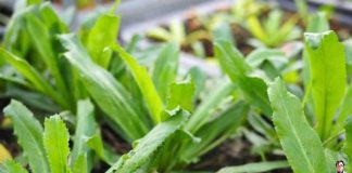 Trồng cây rau mùi tàu trong vườn, chẳng khác gì có ‘một tủ th:uốc an toàn cho cả gia đình’