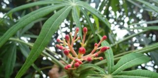 Đỗ trọng – Vị thuốc quý với nhiều lợi ích tốt cho sức khỏe