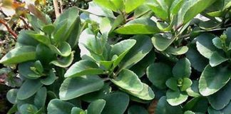 Cây sống đời có tác dụng gì?