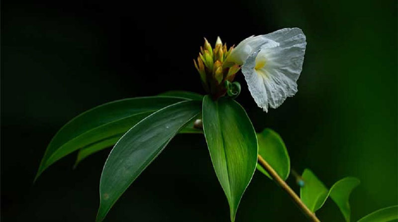 Bạn không nên dùng mía dò trong thời gian dài