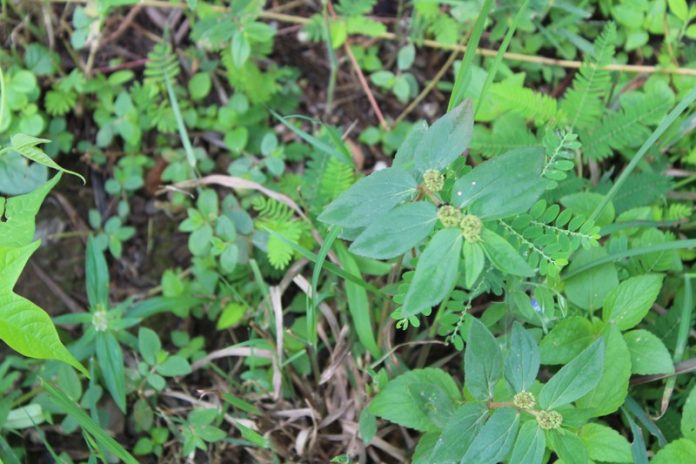 441494191_449736684454786_335577