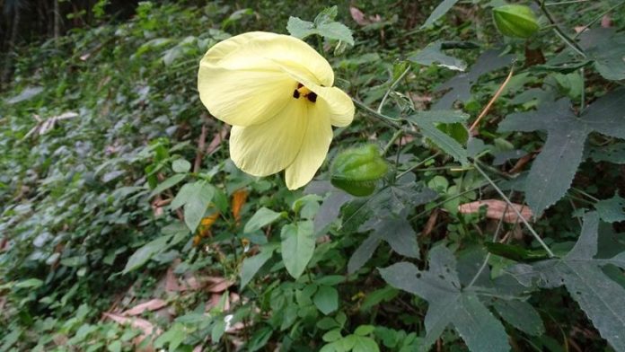 451581876_1710482583053875_86864