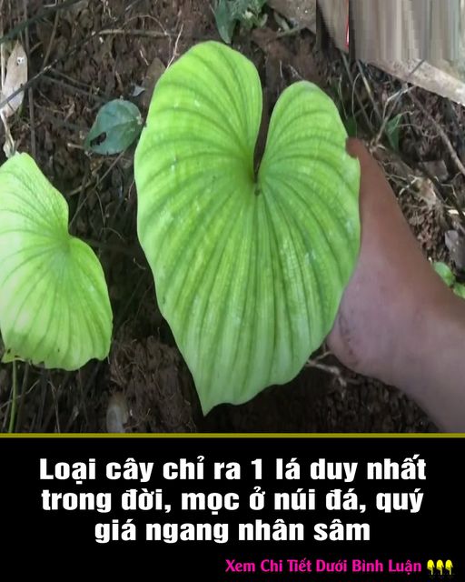 464835101_122191388414233392_7337829518661606358_n