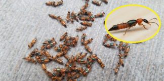 5 cách đuổi kiến ba khoang ra khỏi nhà an toàn, không cần dùng thuốc
