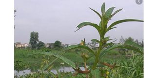 CÂY RAU MƯƠNG: CÔNG DỤNG VÀ CÁC BÀI THUỐC DÂN GIAN